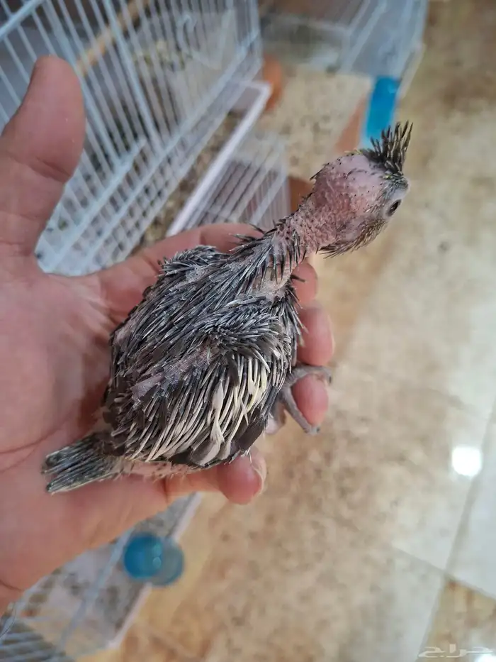 فروخ كروان نورمال 2