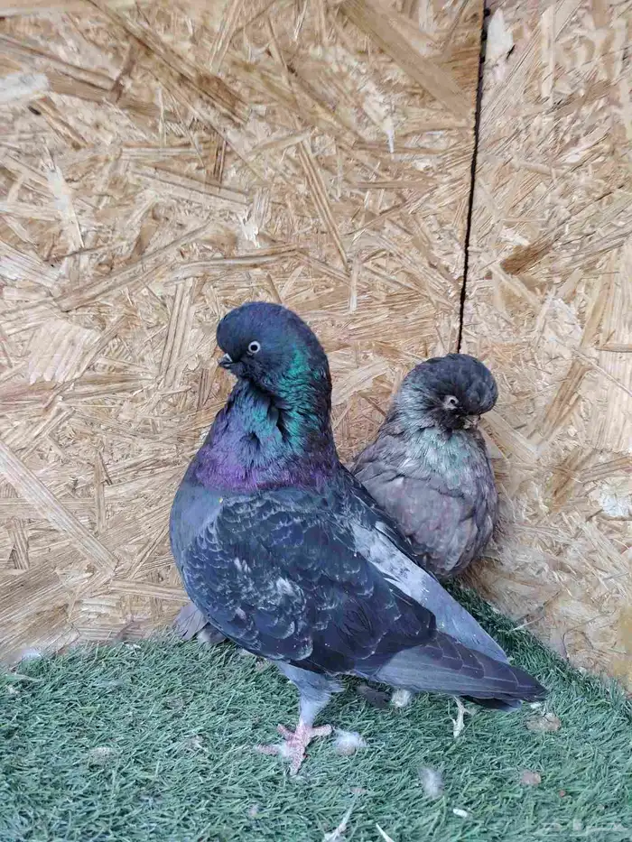 لنق فيس كلين جوزين 0