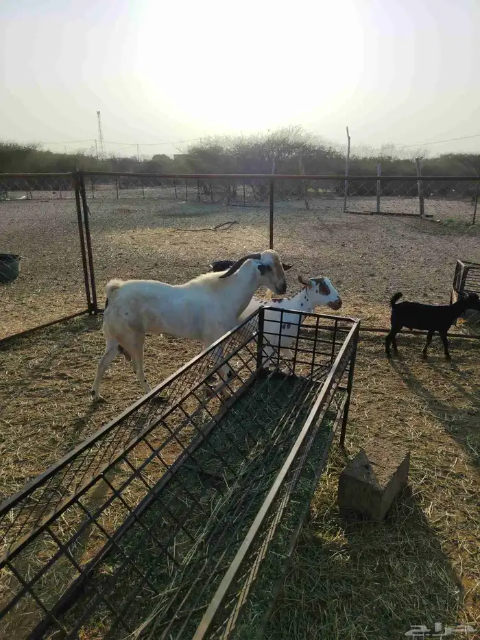 تيس بيشي السن سديد فحل على الشرط 2