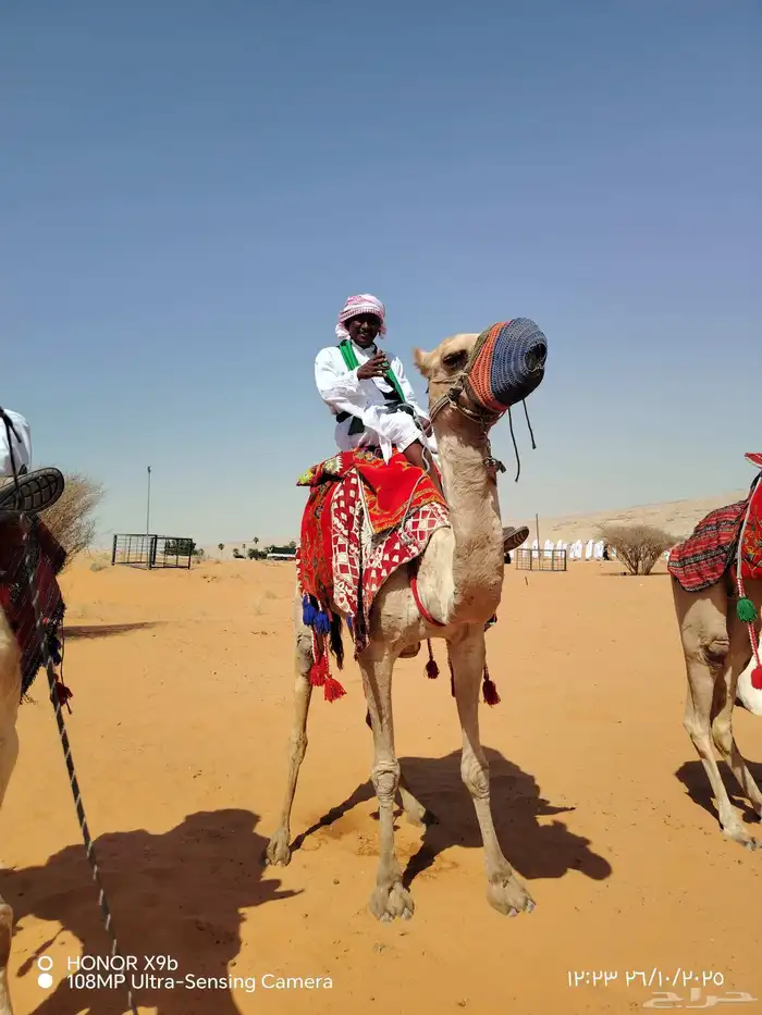 اجار جمال رحول وخيل عربية اصيلة 6