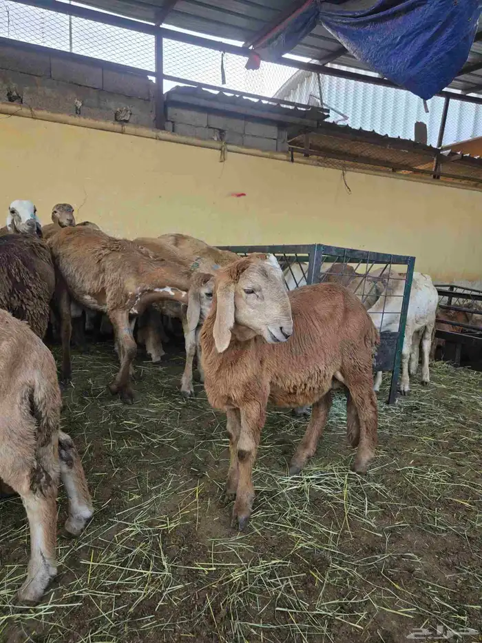 سواكني اعمارها من 3_4شهور تربيه شرط الصحه 0