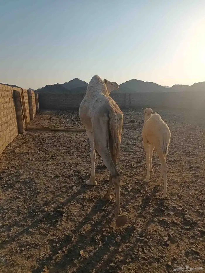 ناقة خلفة منيحة 1