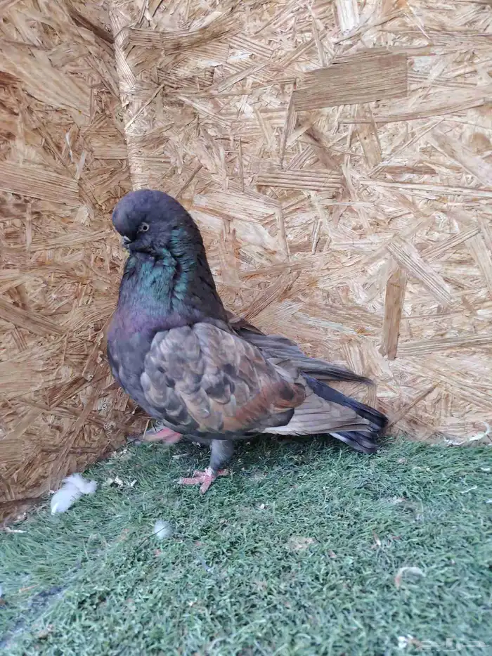 لنق فيس كلين جوزين 5