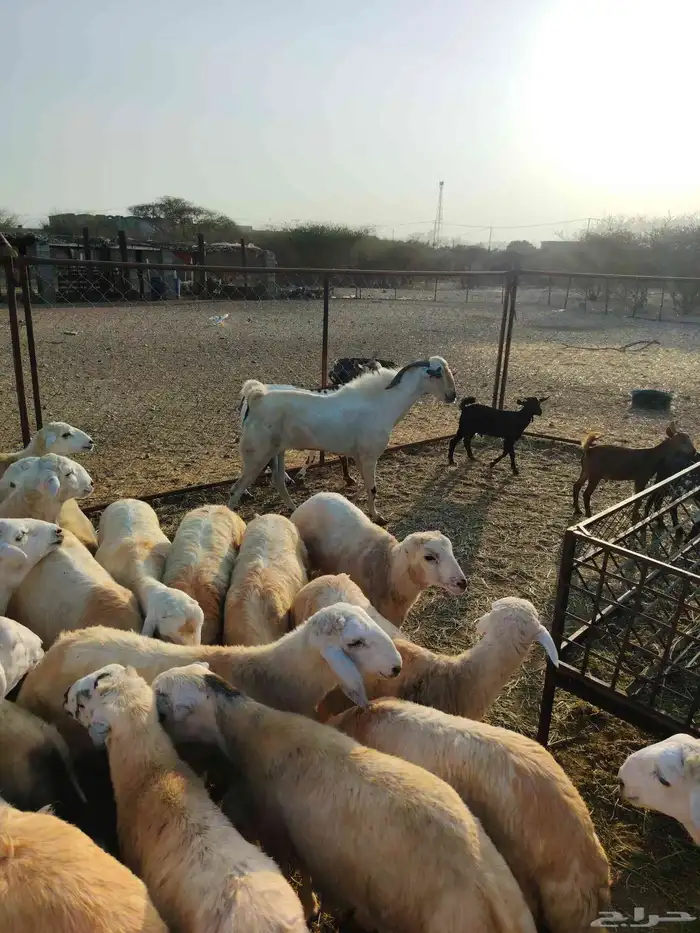 تيس بيشي السن سديد فحل على الشرط 1