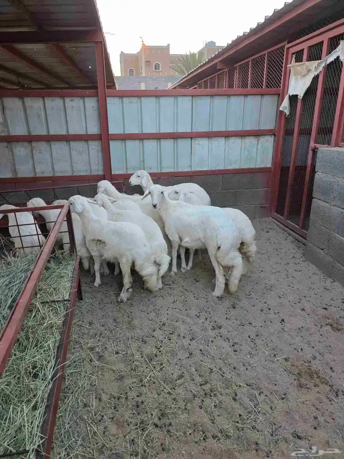 ذبائح النشاما 6