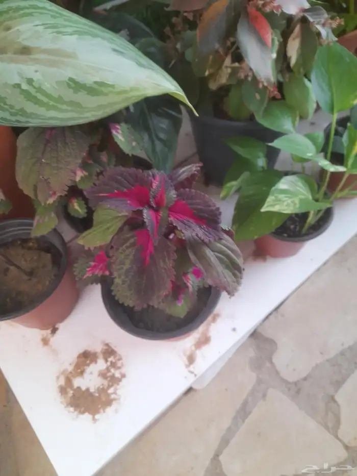 منسق حدائق وتركيب جميع شبكات الري العادي والاتمتك والدكور 6