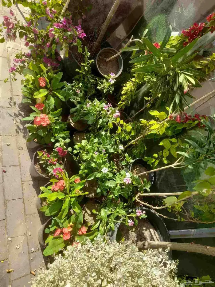 منسق حدائق وتركيب جميع شبكات الري العادي والاتمتك والدكور 9