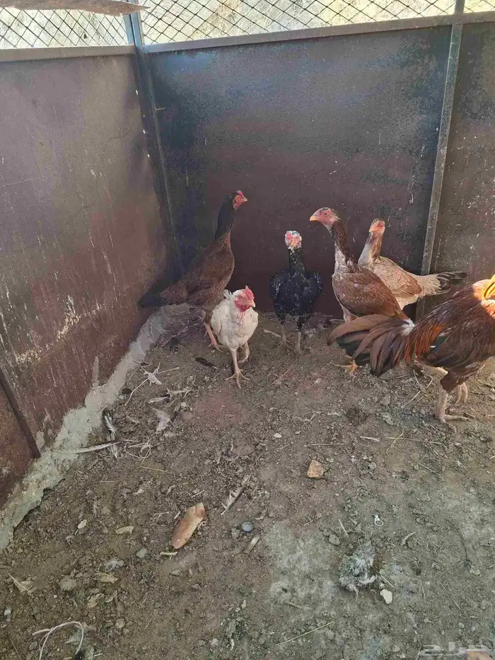 بلجرشي دجاج باكستاني 1