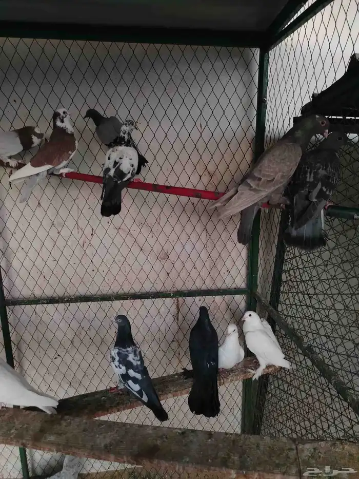 حمام مشكل قوي وجميل عرض الحبه 10 ريال 4