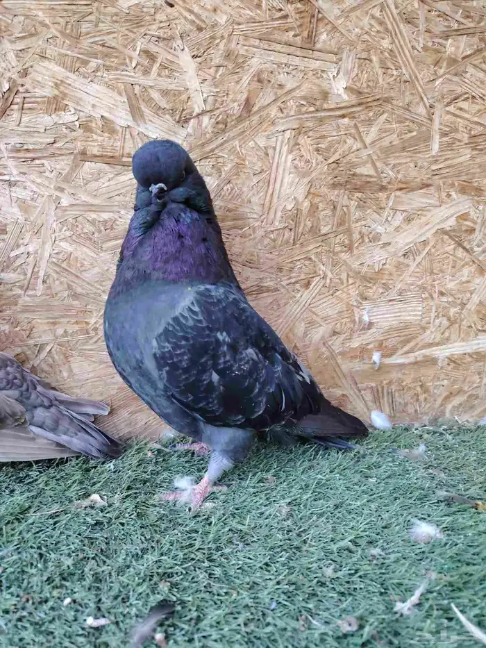 لنق فيس كلين جوزين 6