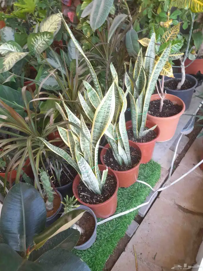 منسق حدائق وتركيب جميع شبكات الري العادي والاتمتك والدكور 12