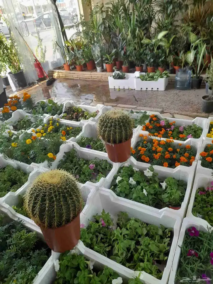 منسق حدائق وتركيب جميع شبكات الري العادي والاتمتك والدكور 25