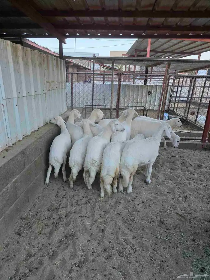 ذبائح النشاما 1