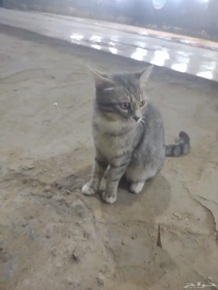 اليف وانضيف امريكي 3