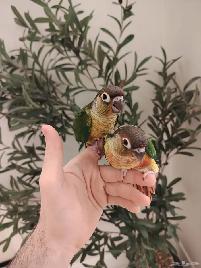 فروخ يلو سايد رد فاكتر هدد نشبه ((تم البيع)) 0