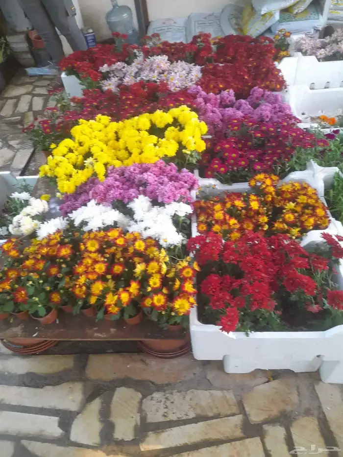 منسق حدائق وتركيب جميع شبكات الري العادي والاتمتك والدكور 10