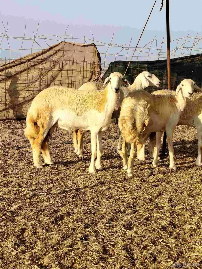 رخال حريات دفيع بإذن الله 4