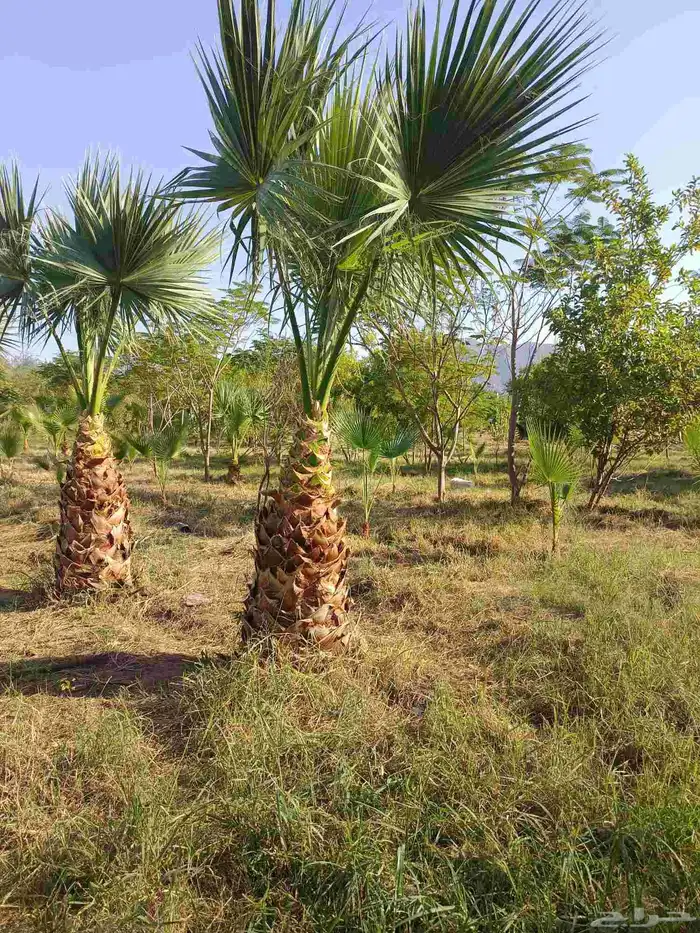 نخيل الواشنطونيا الأمريكي 7