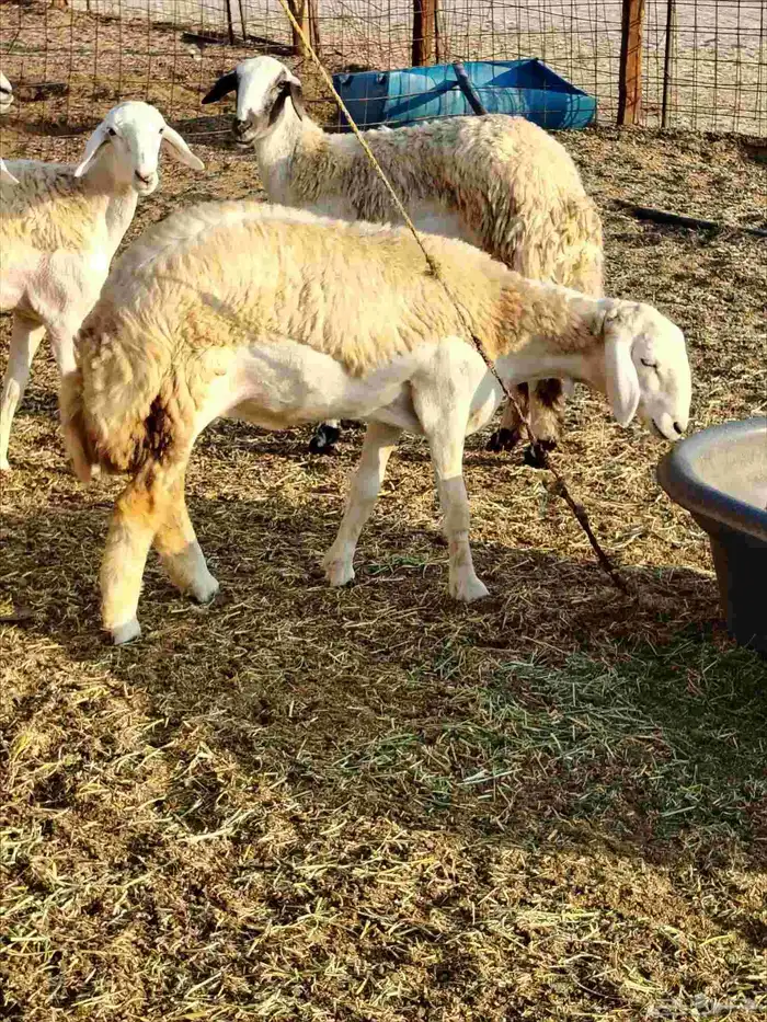 رخال حريات دفيع بإذن الله 1