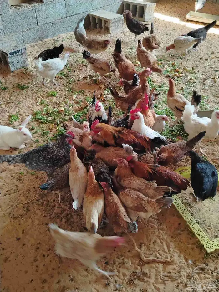 دجاج بلدي 8 دجاج 10 ديوك الصحه شرط ان شاء الله 0
