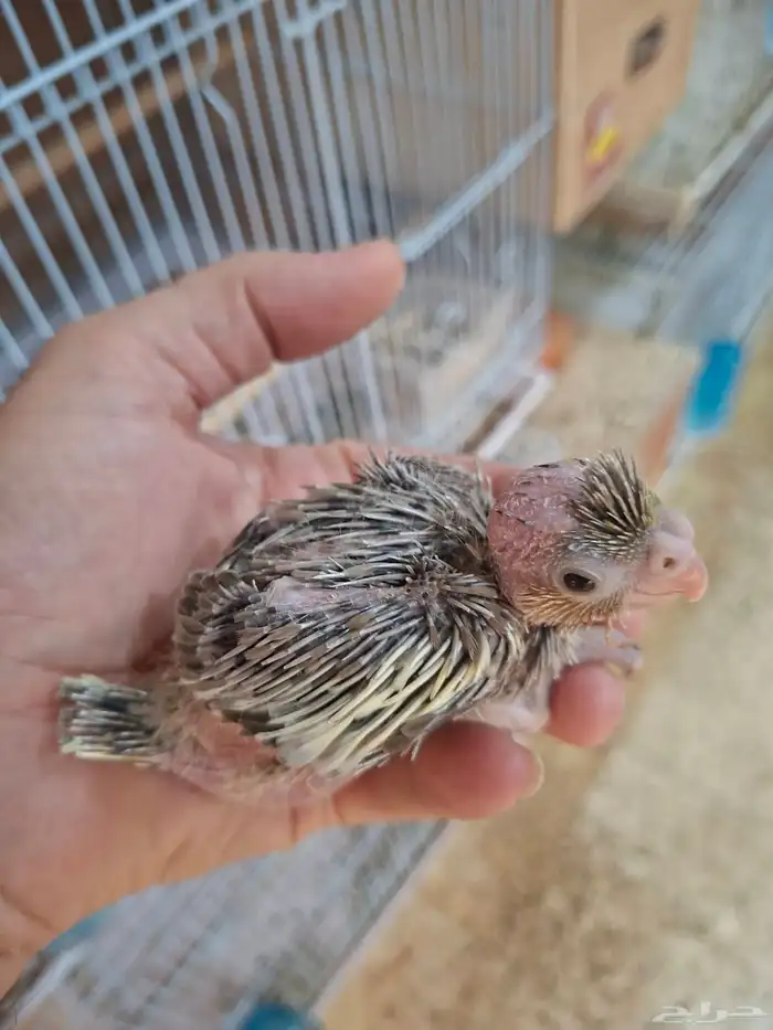 فروخ كروان نورمال 1