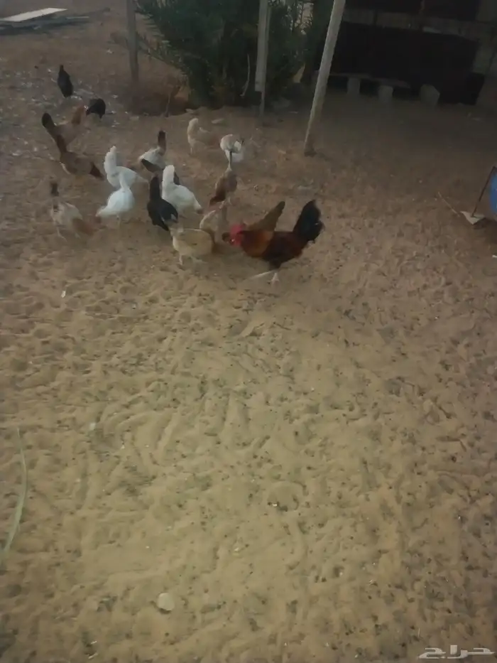 ديك ودجاجه للبيع 2