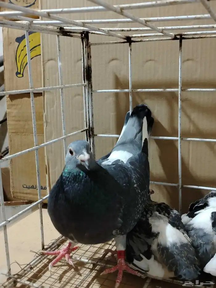 للبيع جوز زاجل 2