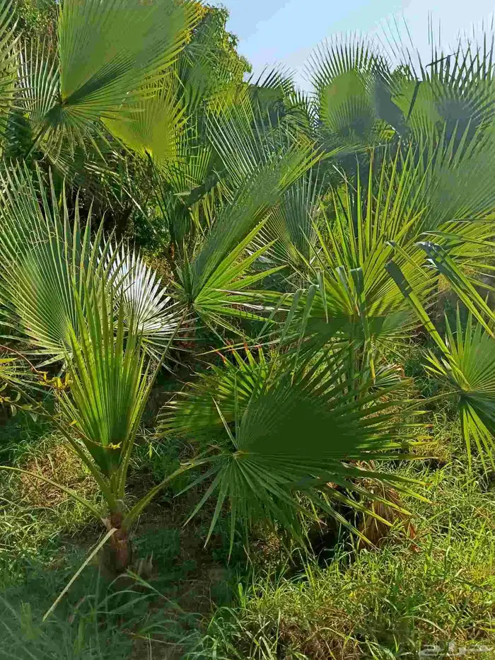 نخيل الواشنطونيا الأمريكي 2