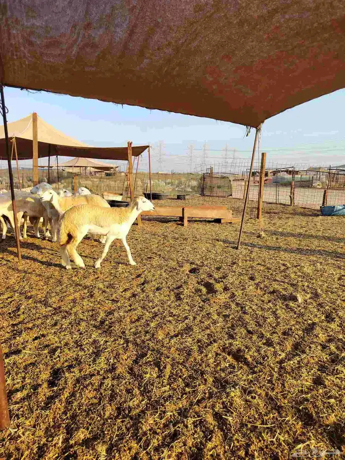 رخال حريات دفيع بإذن الله 2