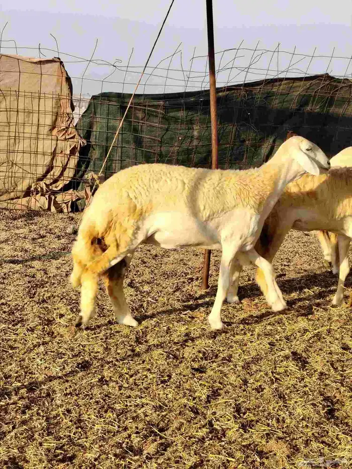 رخال حريات دفيع بإذن الله 5