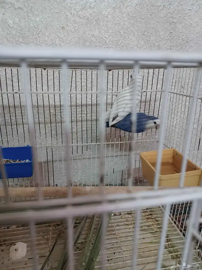 جوز روز للانتاج 0