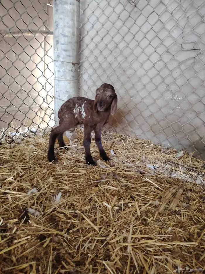 خروف داغور 0