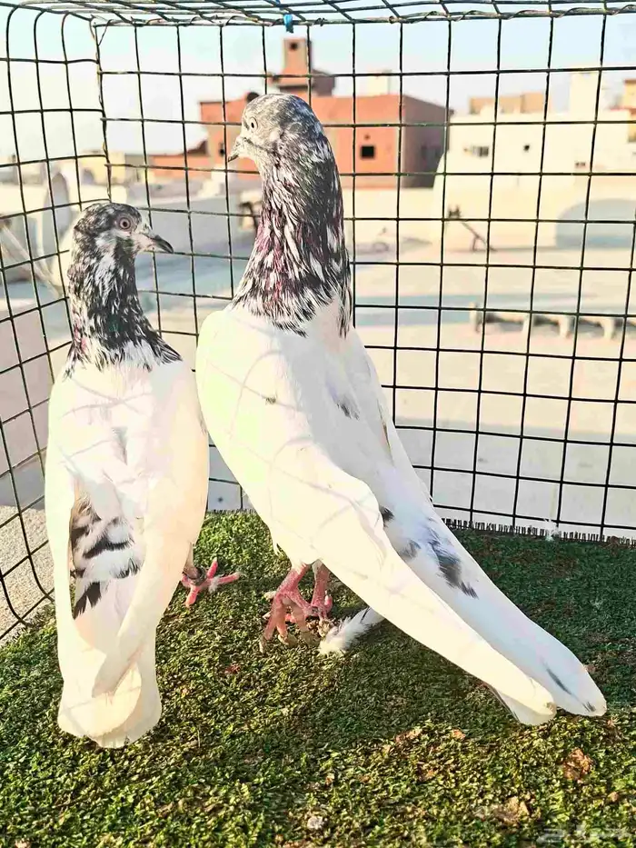 باكستاتي تيدي 0