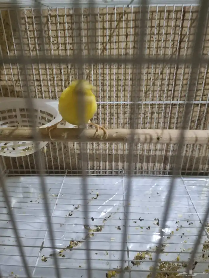 ذكر كناري منتج ومغرد 3