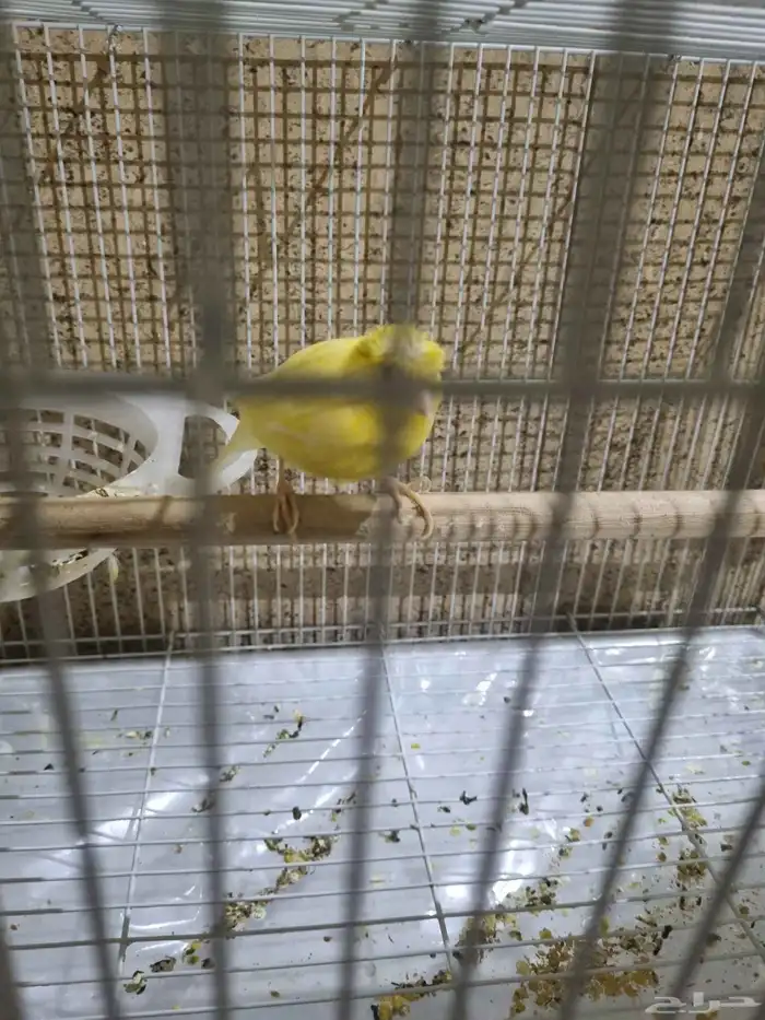 ذكر كناري منتج ومغرد 1