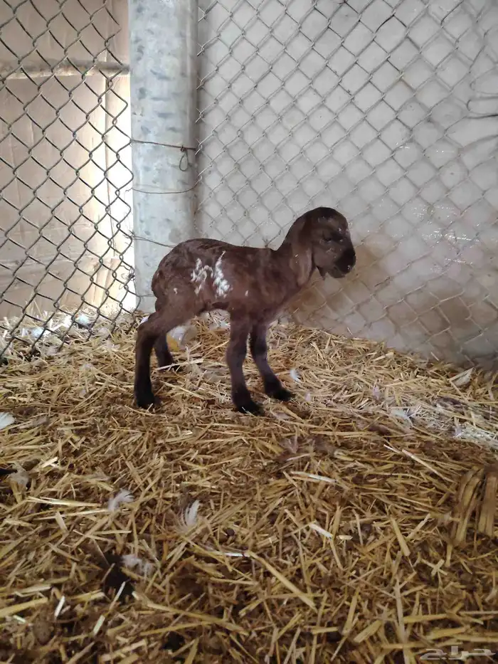 خروف داغور 4