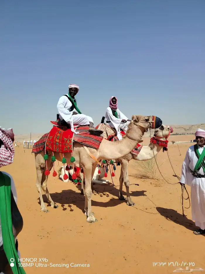 اجار جمال رحول وخيل عربية اصيلة 7