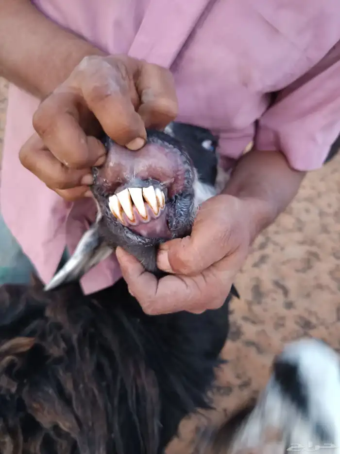 معزا متابيع وشاه حايل 1