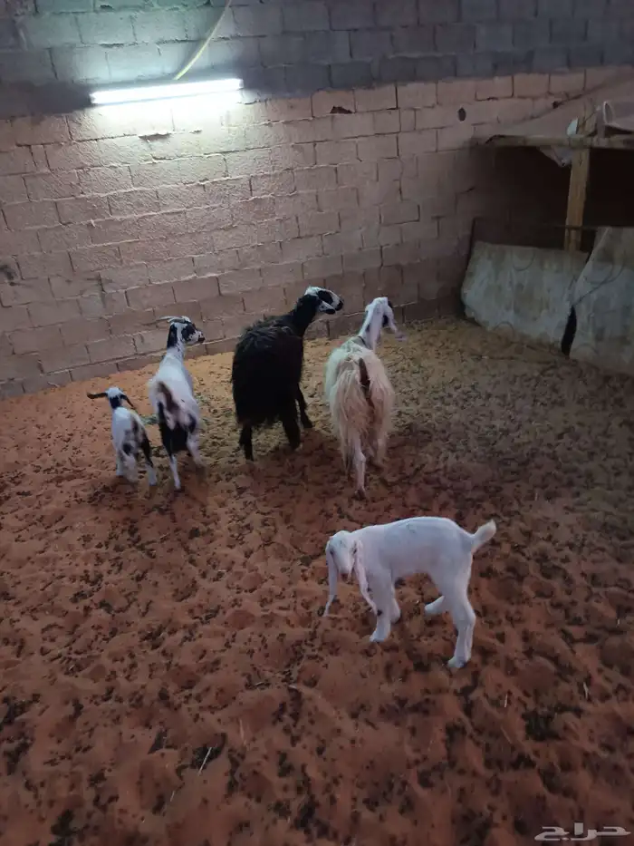 معزا متابيع وشاه حايل 0