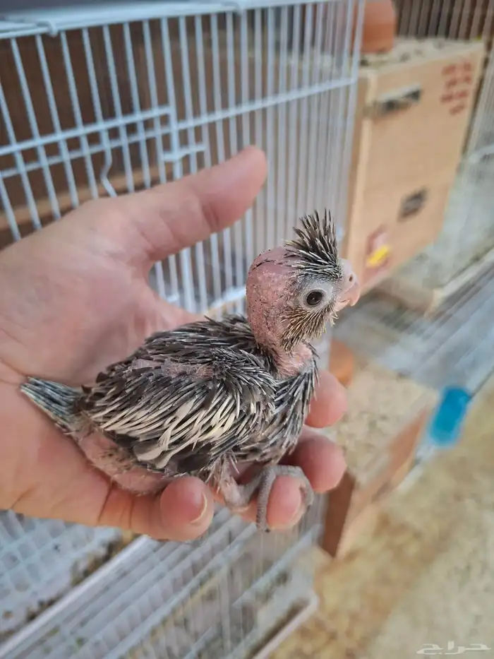 فروخ كروان نورمال 3