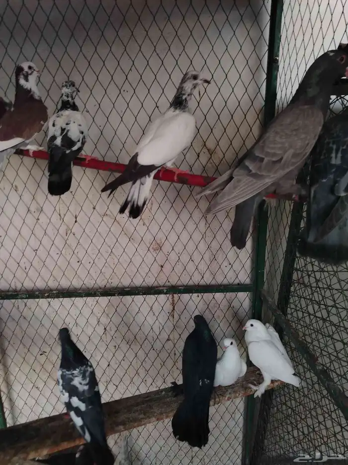 حمام مشكل قوي وجميل عرض الحبه 10 ريال 5