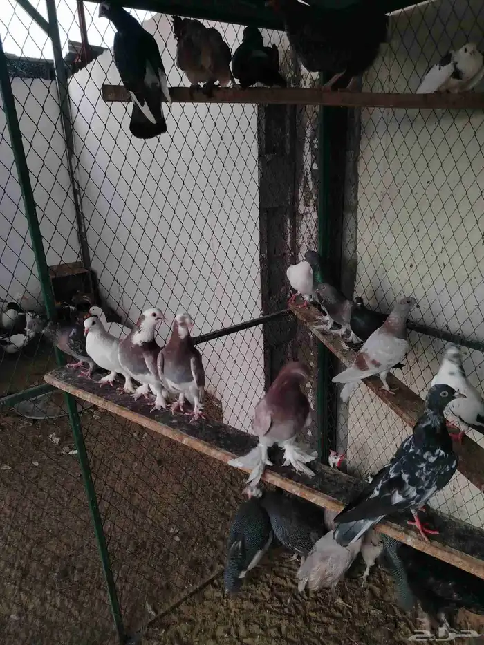 حمام مشكل قوي وجميل عرض الحبه 10 ريال 2