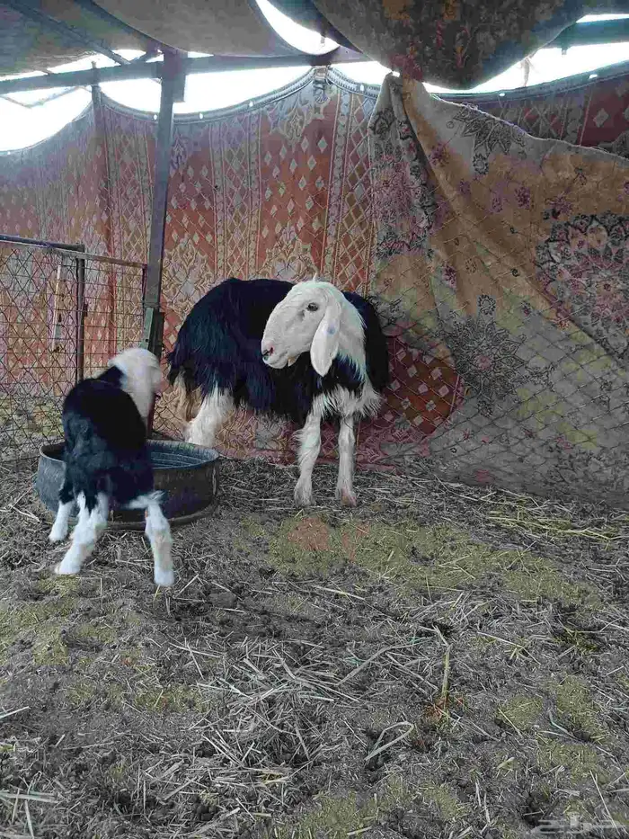 شاه نجديه رباع تحتها خروف ديد سلم 1