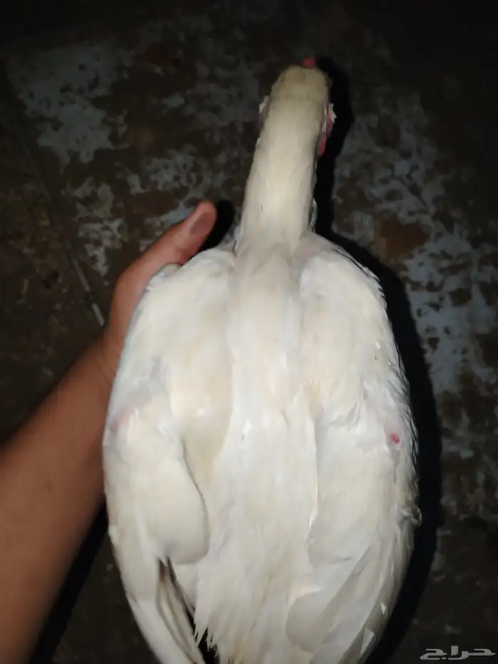 دجاج 2 و ديك سنود 3