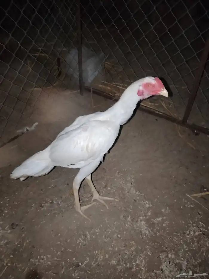 دجاج 2 و ديك سنود 0