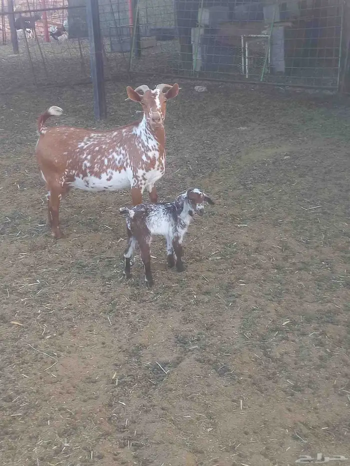 للبيع خرفان وعنز 4