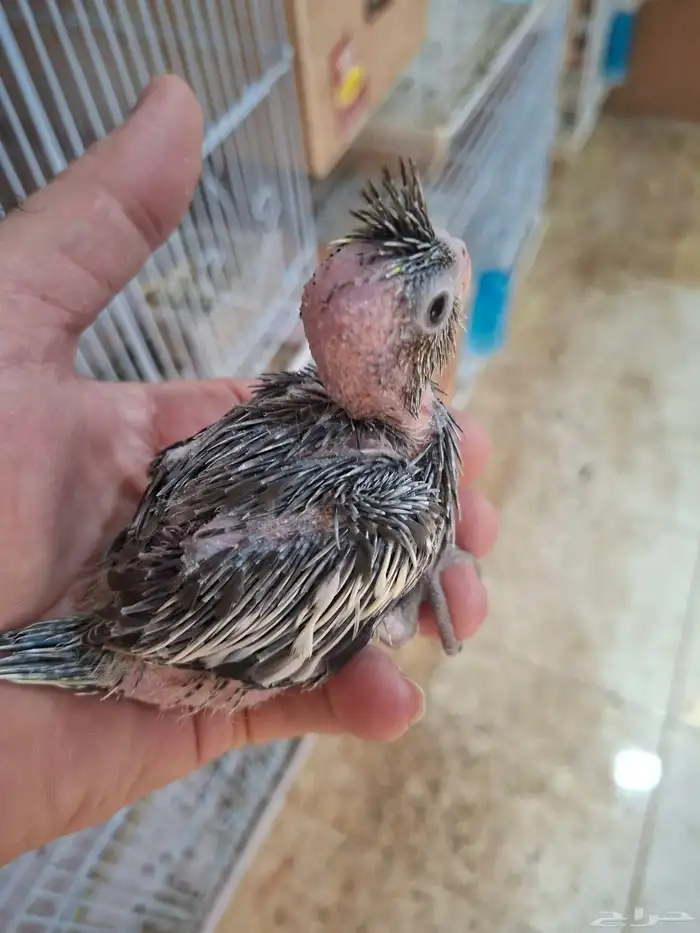 فروخ كروان نورمال 4