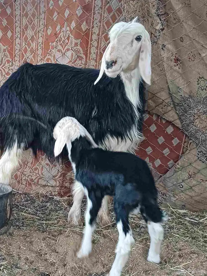 شاه نجديه رباع تحتها خروف ديد سلم 0