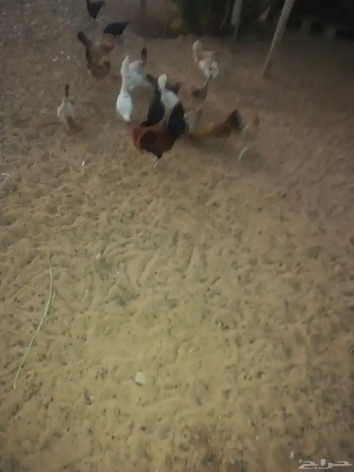 ديك ودجاجه للبيع 1