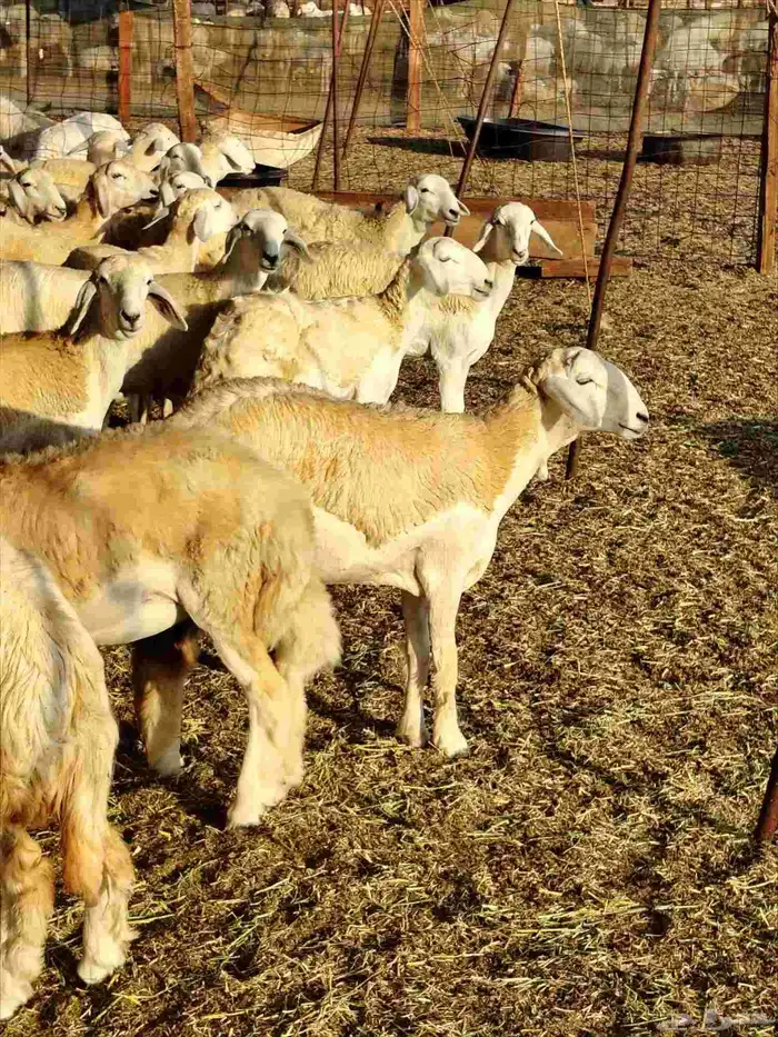 رخال حريات دفيع بإذن الله 3